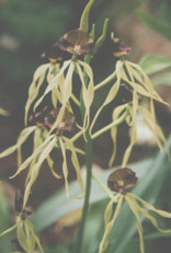 Encyclia cochleata orchid