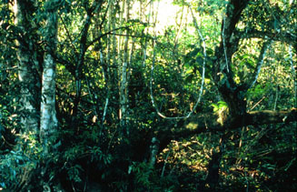 Jungle terrain