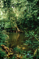 Close to the ambush site, Payita