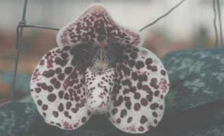 Paphiopedilum bellatulum orchid